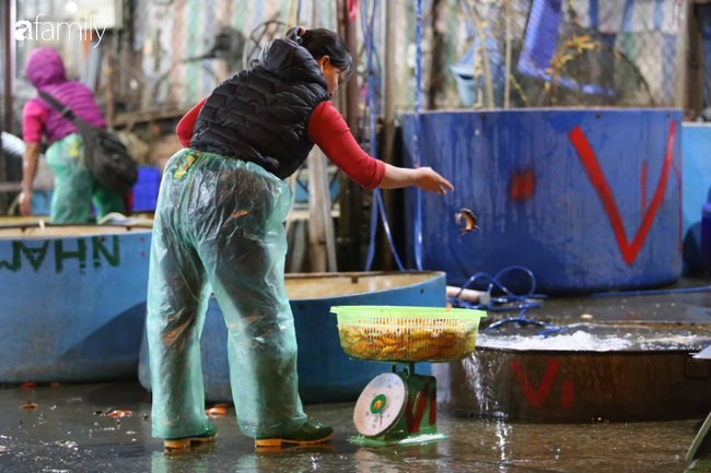 Một số tiểu thương ở chợ cho biết, dịp ông Công ông Táo, cá chép đỏ được nhiều người lựa chọn hơn bởi cá khỏe, màu sắc tươi hơn so với cá chép vàng.