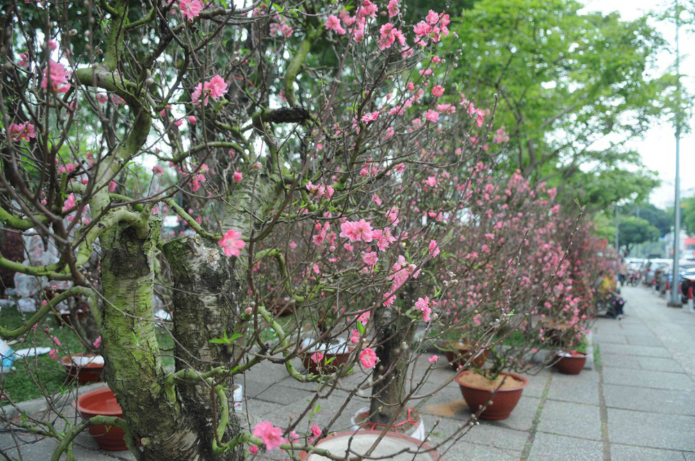 Khách thường tìm thuê hoặc mua các gốc đào lâu năm.