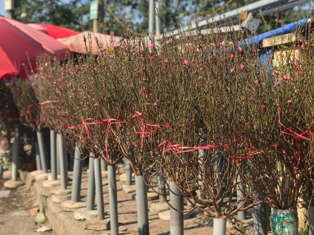 Đào nhìn chung đều giảm mạnh so với năm ngoái.