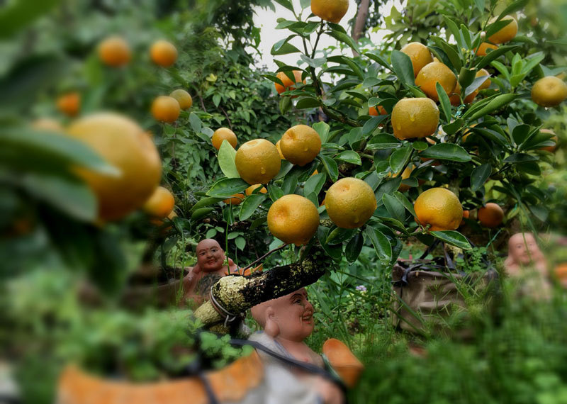 Nhiều khách hàng ưa chuộng quất thế.