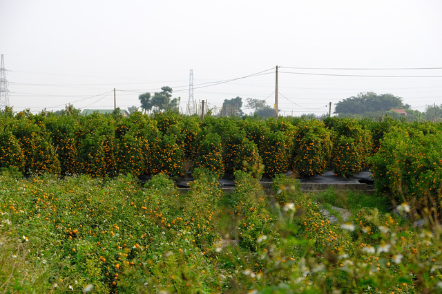 Quất được tìm mua nhiều nên tăng giá mạnh.