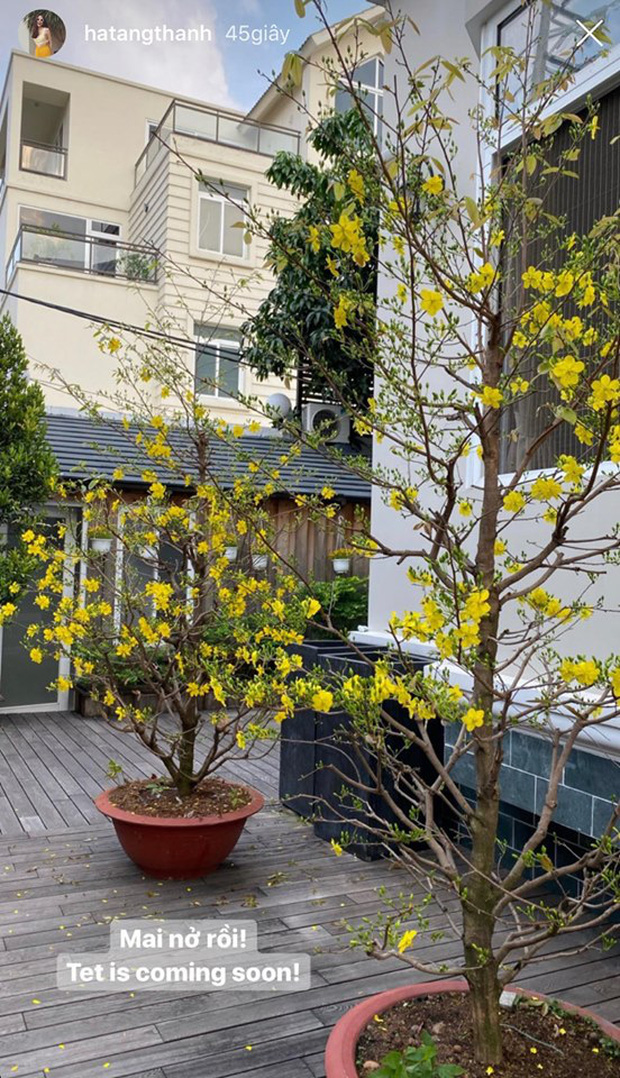 Tăng Thanh Hà khoe những cây mai nở rộ trước thềm Tết Nguyên đán bên trong biệt thự triệu đô.