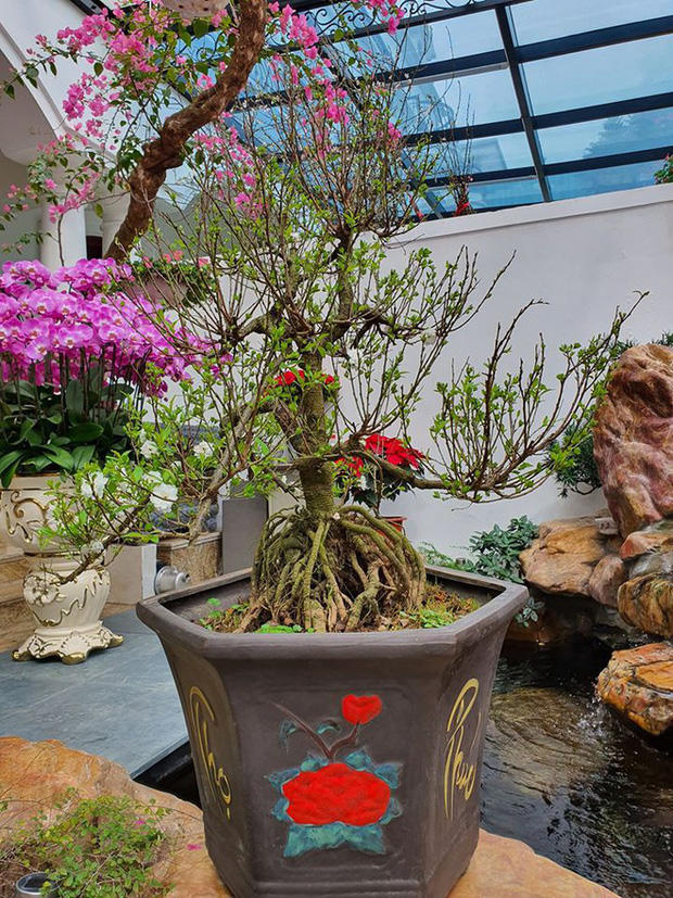 Tuấn Hưng lại quyết định chọn cây quất, cây đào và nhiều loài hoa khác để trang trí cho biệt thự của mình trong dịp tết Canh Tý năm nay.