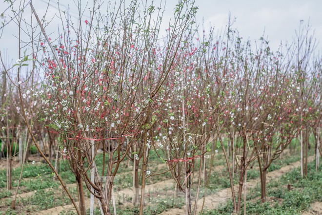 10 gốc đào bạch ở Nhật Tân làm tăng thêm vị mới cho Tết Nguyên đán năm nay.