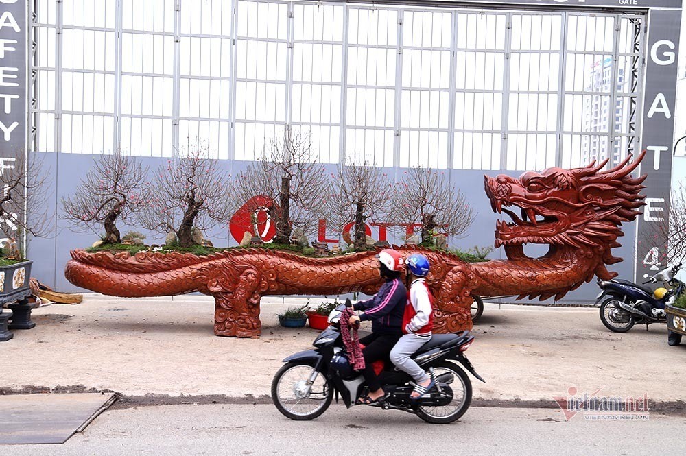 Cận cảnh cây đào Rồng tiền tỷ tượng trưng cho tài lộc, may mắn, hồi hương.