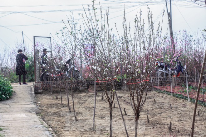 Trong khi các loại hoa đào khác không có mùi thơm thì hoa đào bạch đào lại có mùi hương thơm thoang thoảng rất hấp dẫn.