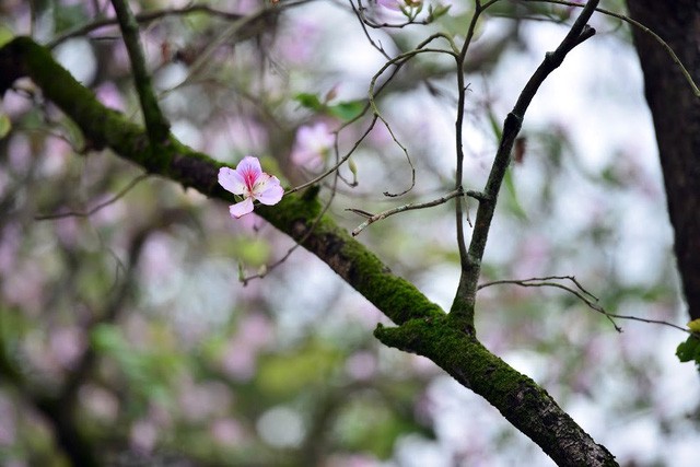 Nụ hoa ban bung nở sau một mùa đông dài, khi những vạt nắng đầu tiên xiên qua kẽ lá. Suốt cả tháng trời, sắc tím Tây Bắc hoang sơ đã khoe sắc giữa mùa xuân Hà Nội.