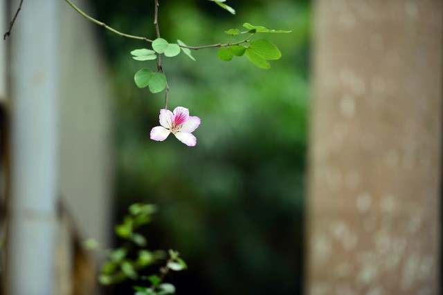 Mỗi khi hoa ban khoe sắc, khoe màu tím phớt, mỏng manh rất đỗi dịu dàng, phố Bắc Sơn lại bắt đầu nhộn nhịp người đến ngắm và chụp hình. Ai ai cũng muốn lưu lại những bức ảnh đẹp với hoa ban.