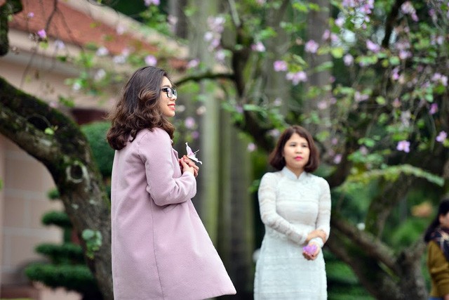 Dù là một loài hoa đặc trưng của núi rừng Tây Bắc mộng mơ, nhưng đối với nhiều người dân Thủ đô, hình ảnh hoa ban tím nở bung 1 góc trời từ lâu đã trở thành một hình ảnh quen thuộc, giản dị và gần gũi.