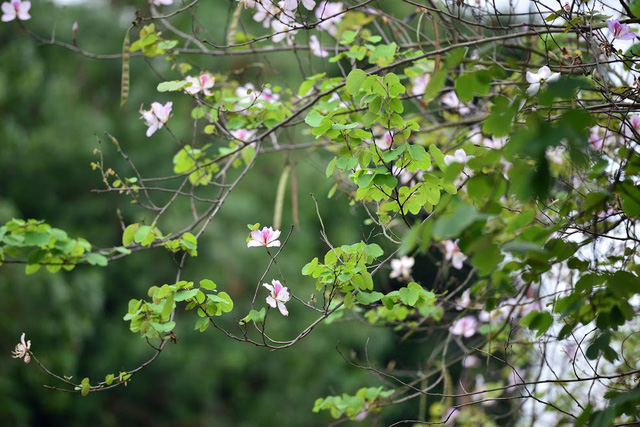 Là loài hoa đặc trưng của vùng Tây Bắc nên hoa ban thường được gọi với một cái tên dân dã là cây mòng giò. Dịch theo tiếng Thái có nghĩa là loài hoa ngọt, ngọt ở đây là ngọt ngào, da diết.