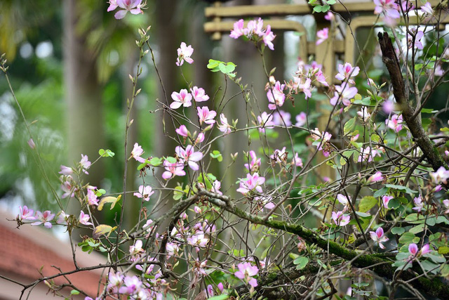 Hà Nội mùa cây thay lá là thời điểm hoa ban bung nở.