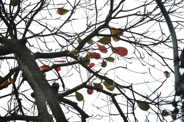 Vì vậy, Hà Nội mùa này khiến ta bâng khuâng lạ kỳ