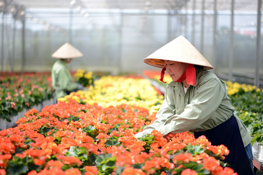 Dịp mùng 8/3 năm nay, trung bình các loại hoa giảm khoảng 50.000-70.000 đồng/bó tùy loại.