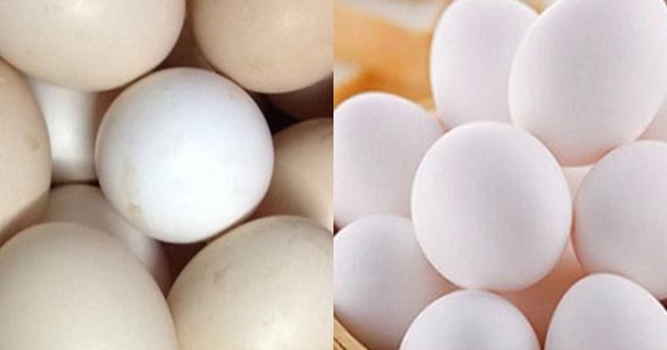 Trứng gà công nghiệp bị tẩy trắng thường có màu trắng hồng hoặc vỏ trứng như có lớp bụi nhám bên ngoài