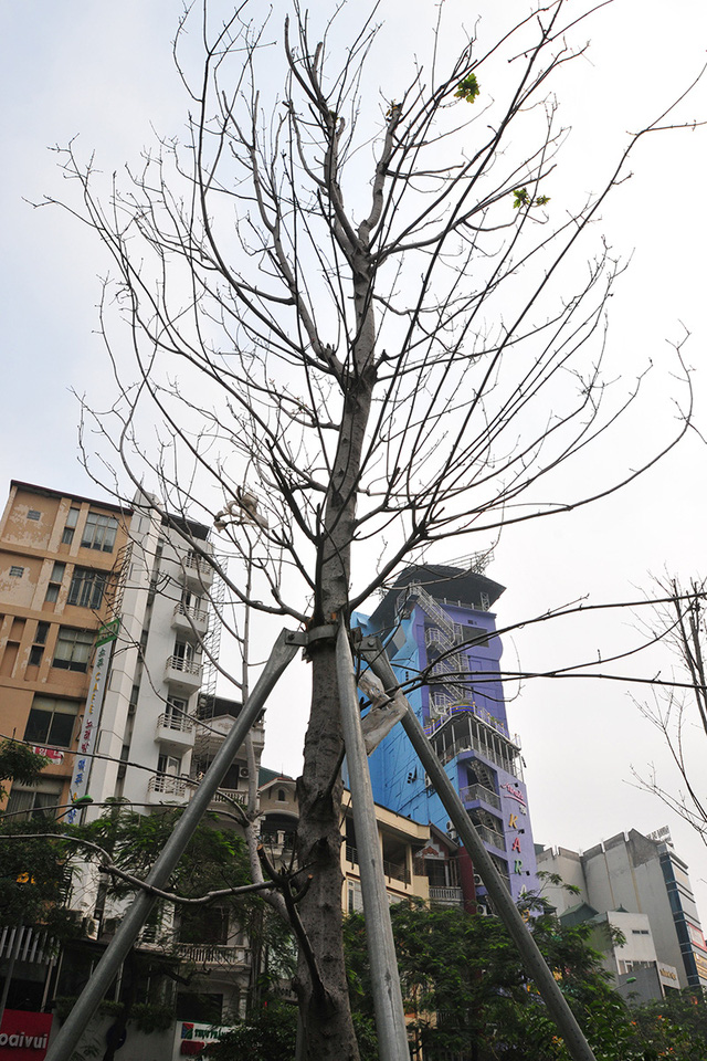 Những gốc cây khô cằn, xơ xác đến thảm hại.