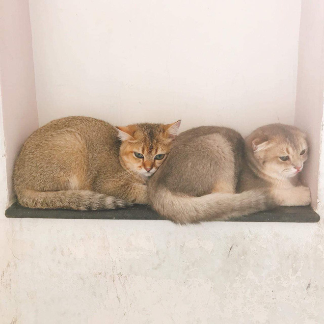 3 chú mèo khác của Linh Ngọc Đàm.