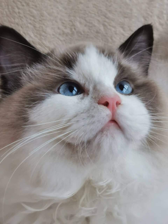 Linh Ngọc Đàm và Sativa.