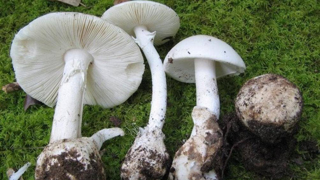 Cả 3 cháu bé ngộ độc do ăn nấm độc ở Nậm Pồ, Điện Biên đều đã tử vong (ảnh minh họa)