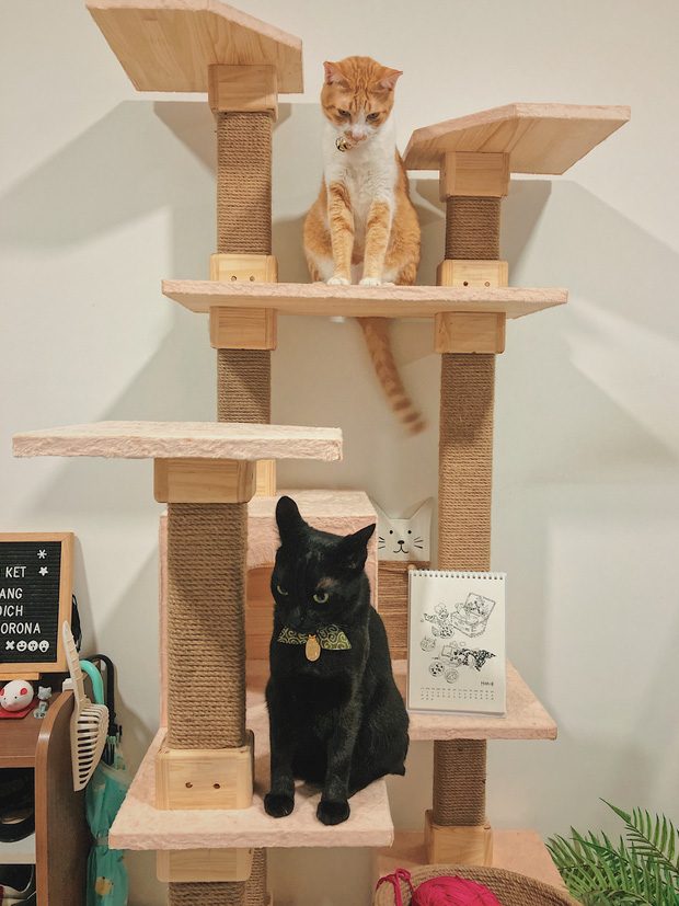 Góc dành cho thú cưng