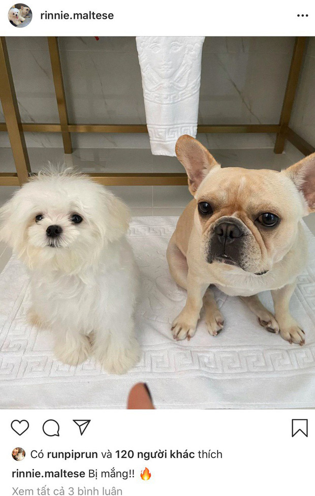 Cùng thời điểm, Linh Rin đăng ảnh chú cún cưng của mình và Phillip ở bên nhau.