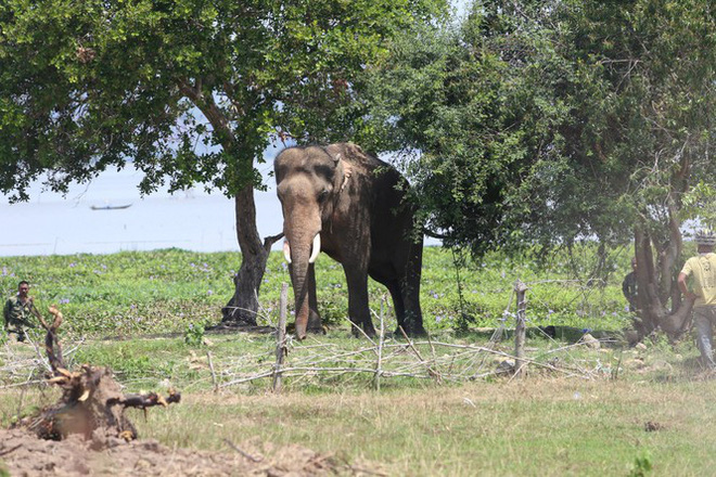 Con voi quật chết nài đã được khống chế