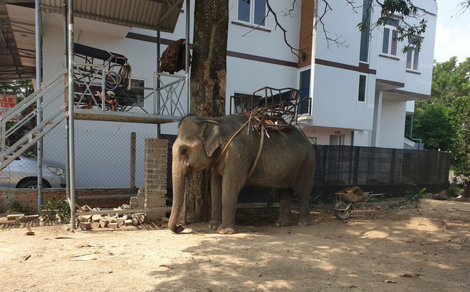 Một con voi nhà huyện Lắk được dùng để chở khách du lịch