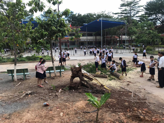 Hiện cây phượng đang được cưa từng khúc để mang đi.