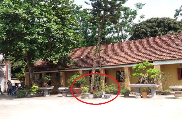 Vị trí bé trai sơ sinh được đặt dưới gốc cây trước cửa phòng ngủ thầy trụ trì chùa Trông. Ảnh: Đ.Tùy