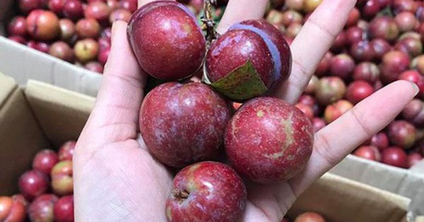 Không nên ăn quá 10 quả mận/ngày: Ảnh minh họa