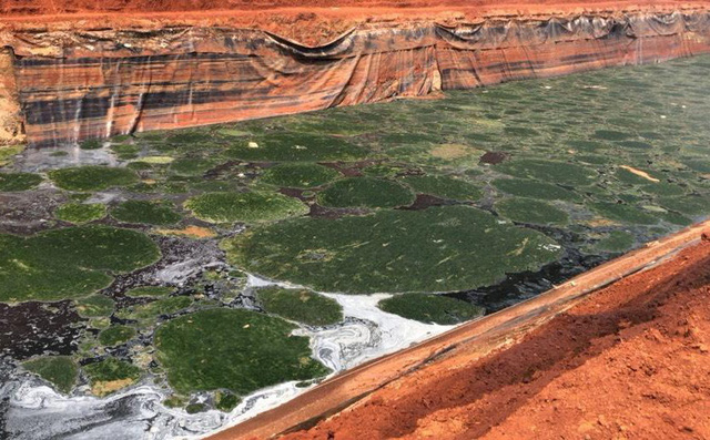 Hình ảnh trước xử lý, chất hữu cơ váng xanh nổi kín mặt hồ trung hòa (1 bể trong dây truyền xử lý nước thải của JVE). Ảnh: JVE cung cấp.