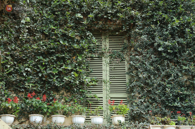 Lớp tường cây xanh bao quanh nhà gồm nhiều loại cây như: trạng nguyên, trường xuân, trầu bà,... Trong đó, nhiều nhất là cây vảy ốc hay còn gọi là cây thằn lằn.