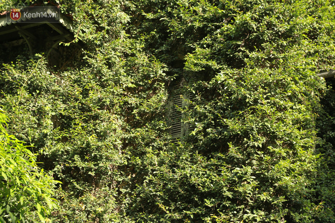 Cũng chính nhờ được cây xanh bọc kín, nên nhiệt độ bên trong căn biệt thự thường mát mẻ hơn so với các ngôi nhà khác trong khu vực. Để lấy ánh sáng vào nhà, các cửa sổ thường xuyên được chủ nhà tỉa bớt lá.