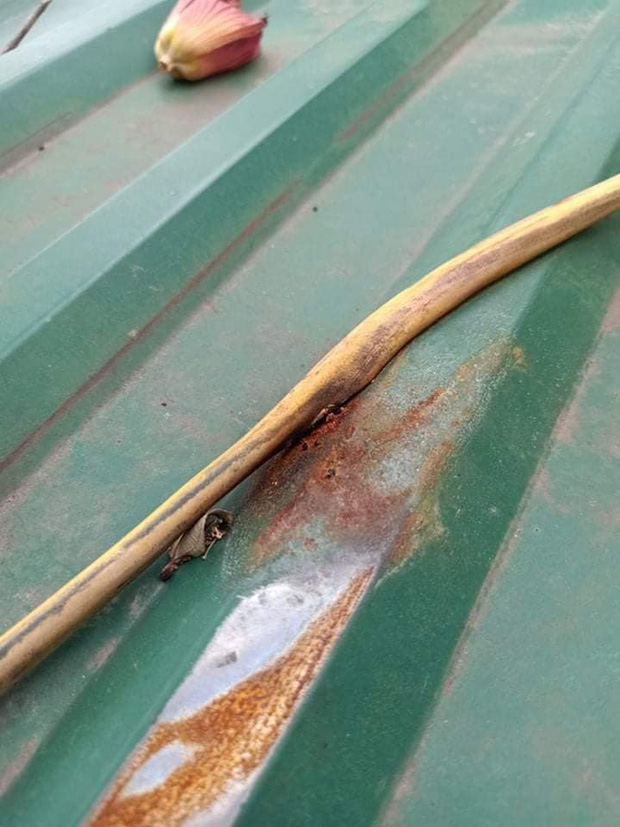 Nguyên nhân được xác định là do đường dây điện bị rò rỉ.