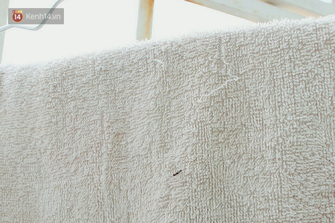 Quần áo đang phơi, khăn lau mặt là những địa điểm ẩn nấp quen thuộc của kiến ba khoang.