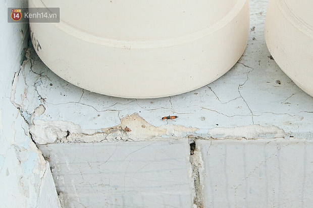 Dù kích thước nhỏ bé nhưng vết thương do côn trùng này gây ra lại rất lớn.