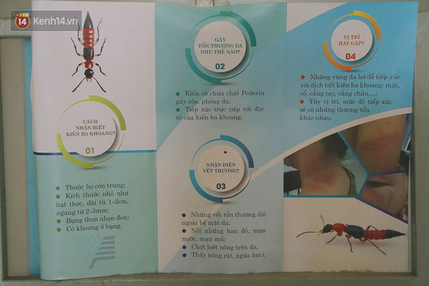 Tờ rơi, bảng hướng dẫn phòng tránh kiến ba khoang của KTX.