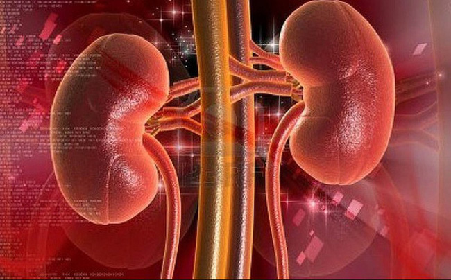 Thận là một cơ quan nhỏ bé, hình thù như hạt đậu nhưng vô cùng quý báu.