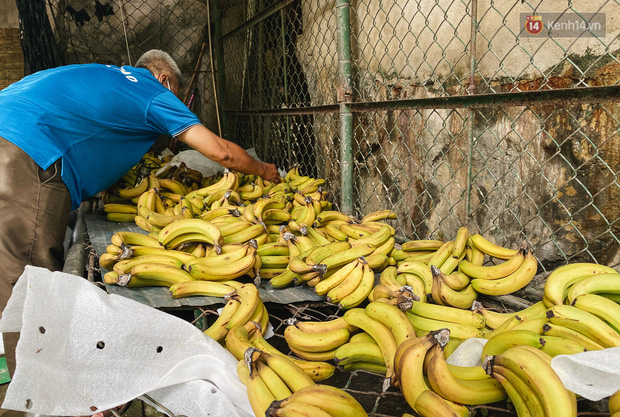 Chuối từ mạnh thường quân hỗ trợ chuẩn bị mang cho thú ăn. Đây là số lượng chuối đã chín nên được để riêng chuẩn bị mang cho thú ăn.
