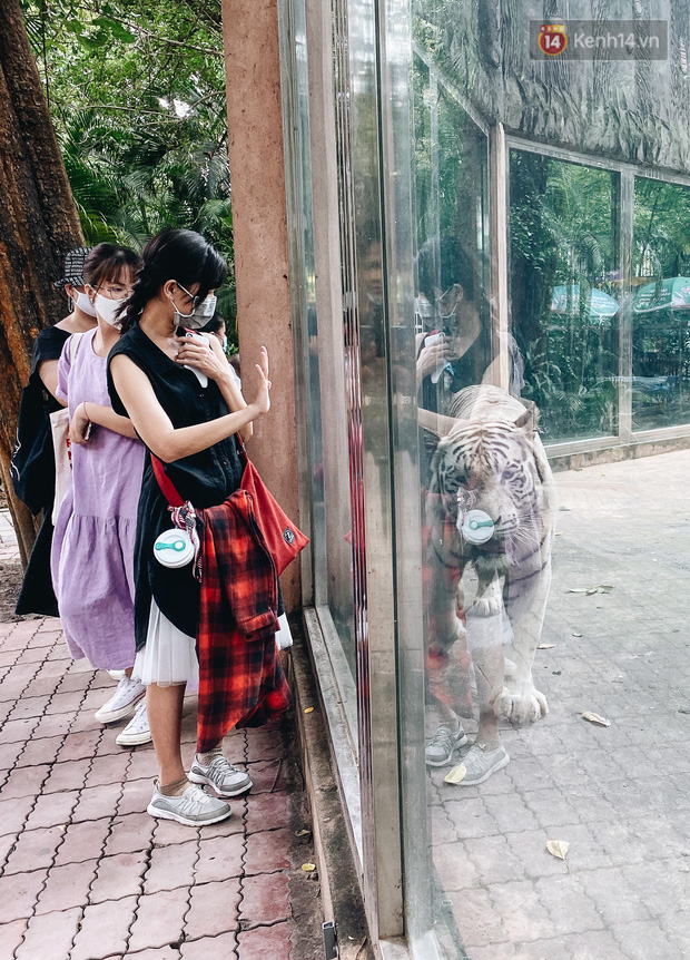 Du khách vẫy tay chào thích thú khi bắt gặp chú hổ trắng đi ngang qua trước mặt.