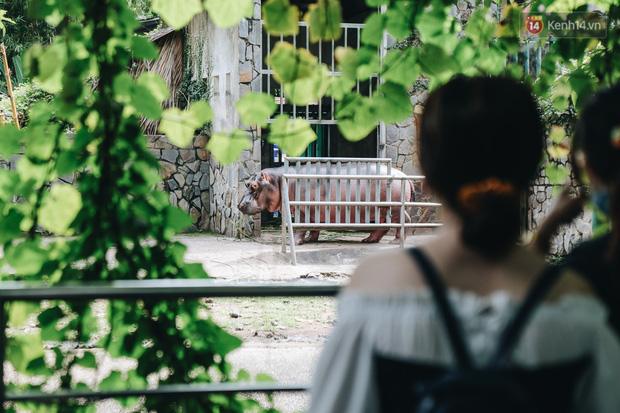 Du khách rất thích thú ngắm nhìn con hà mã với thân hình mũm mĩm.