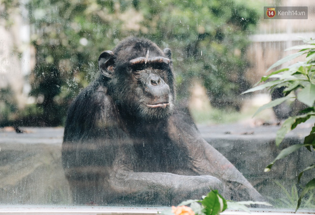 Chú khỉ đang ngồi chờ thưởng thức những quả chuối đang chín.