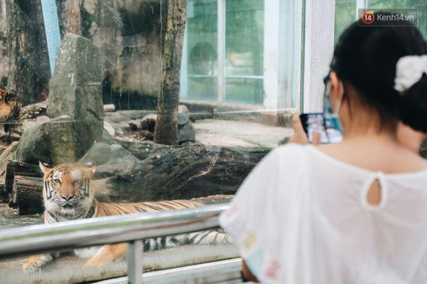 Chú hổ này còn nằm tạo dáng cho khách chụp hình.