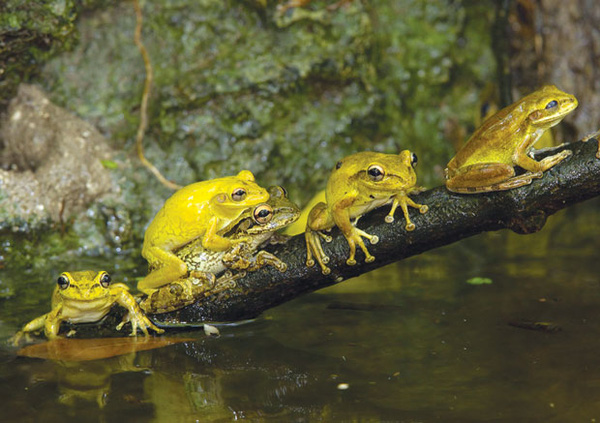 Ếch chủ yếu sống ở những môi trường ẩm ướt, là điều kiện tốt để các loài ký sinh trùng sinh sôi nảy nở.