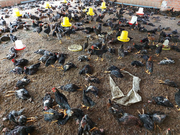 Đàn gà lăn ra chết hàng loạt.