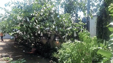 Toàn cảnh khu đất nhà Lê Dương Bảo Lâm ở Đồng Nai