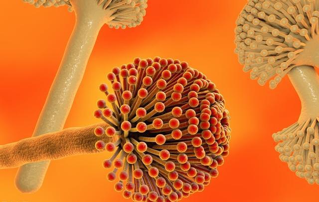 Độc tố aflatoxin được tạo ra từ các loài nấm mốc thuộc giống Aspergillus