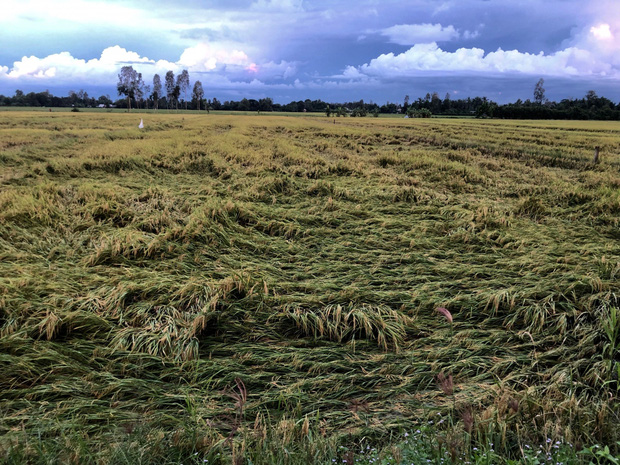 Nhiều diện tích lúa Thu Đông sắp thu hoạch bị đổ ngã.
