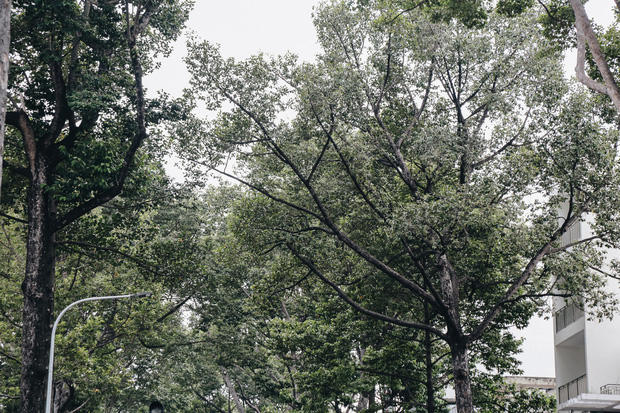 Hầu hết cây xanh trên đường Nguyễn Tri Phương đều thuộc cây họ dầu, có tán rộng, thẳng đứng.