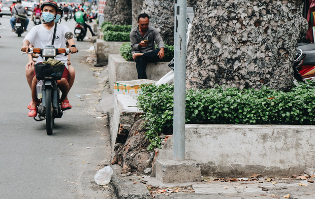 Rễ cây cổ thụ lộ thiên ra đường.