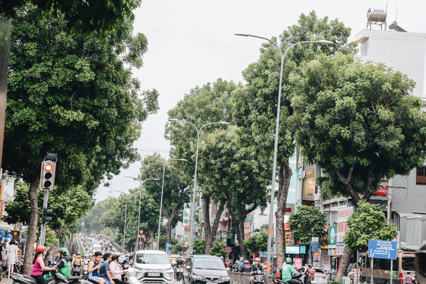 Hàng cây trên đường 3/2 được cắt tỉa đẹp, gọn gàng, an toàn hơn.